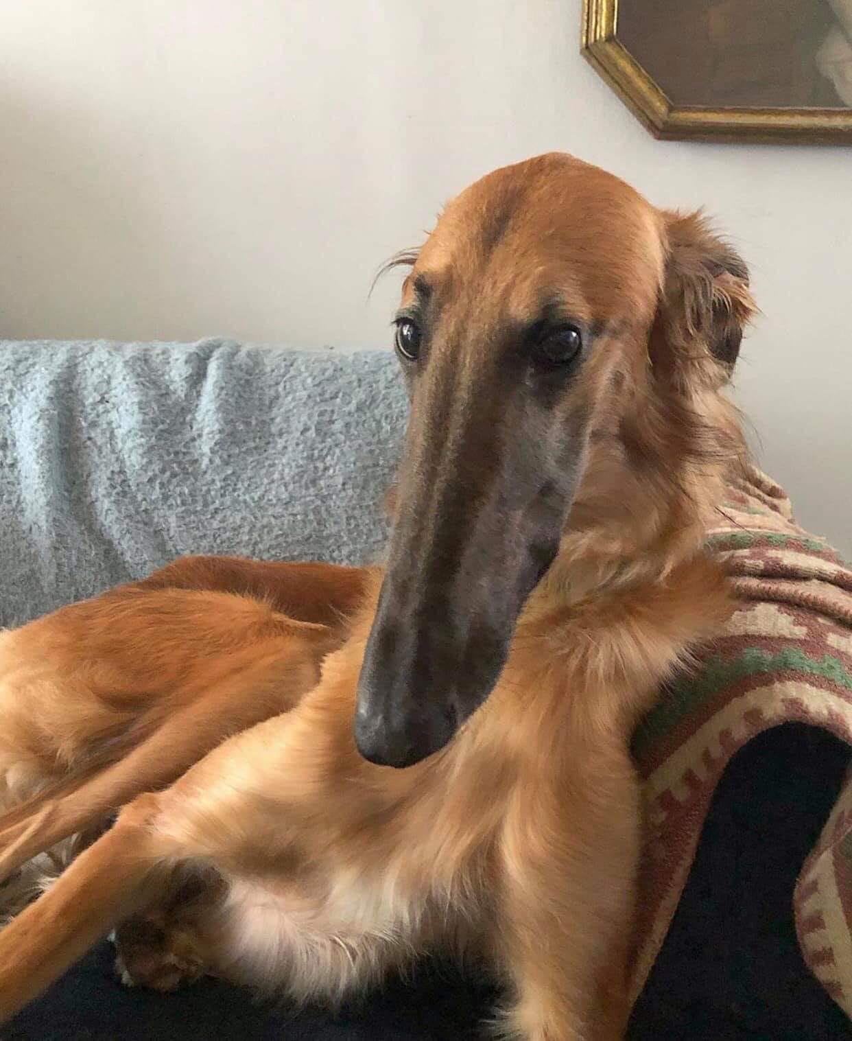 81vlxcln9eh71