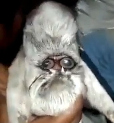 Incelamb
