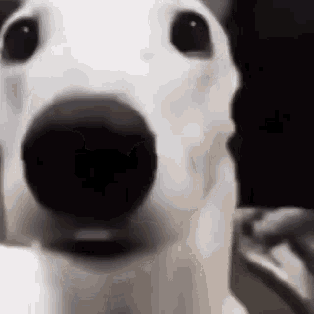 White dog shaking