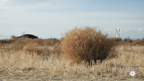 DL 508Tumbleweed TUMBLEWEED ROLLS NEXT TO FREEWAY
