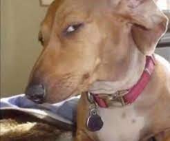 G1 Odablock on Twitter: This dog is my spirt animal 😭  https://t.co/z9MzoRtzj3 / Twitter
