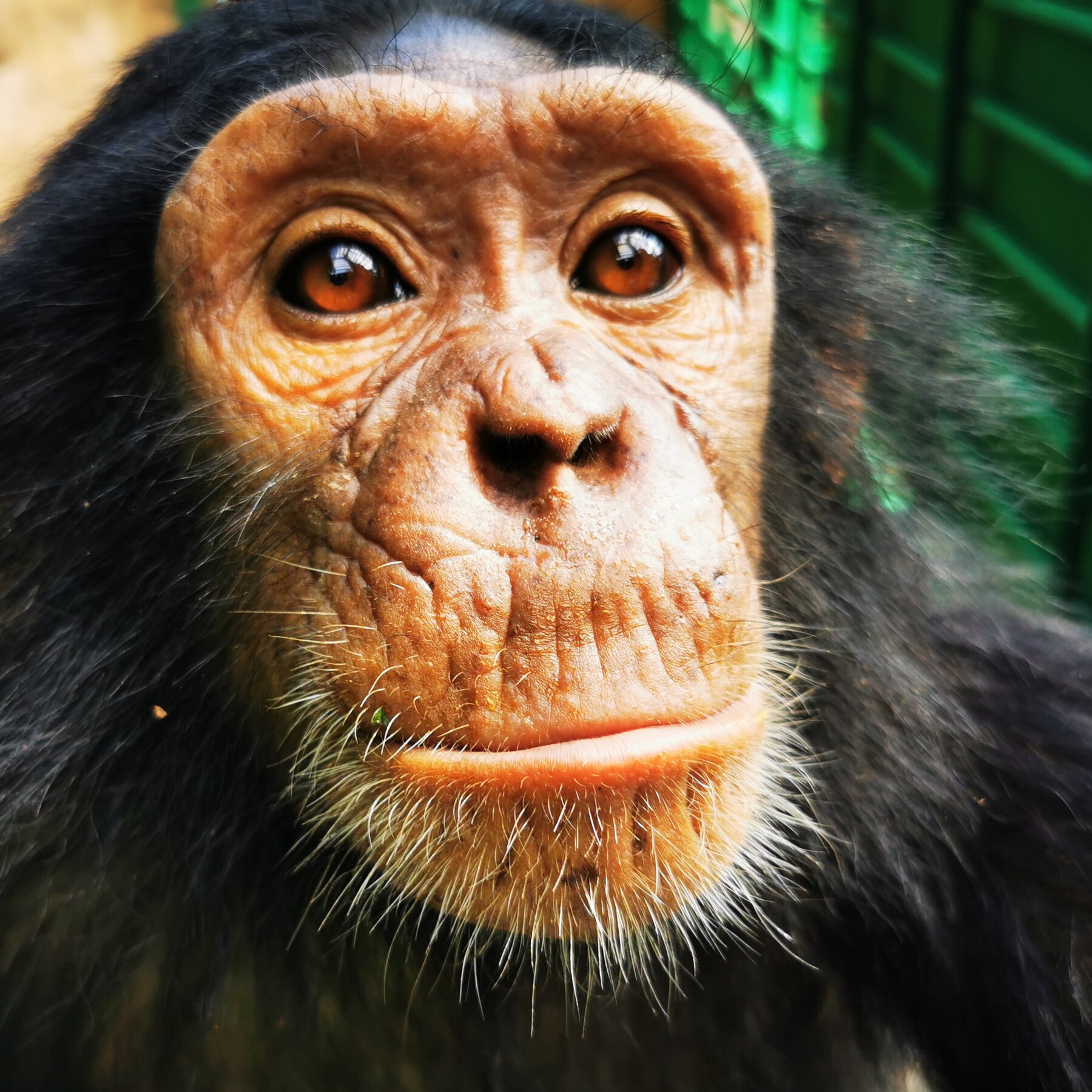 23chimps1 mediumSquareAt3X