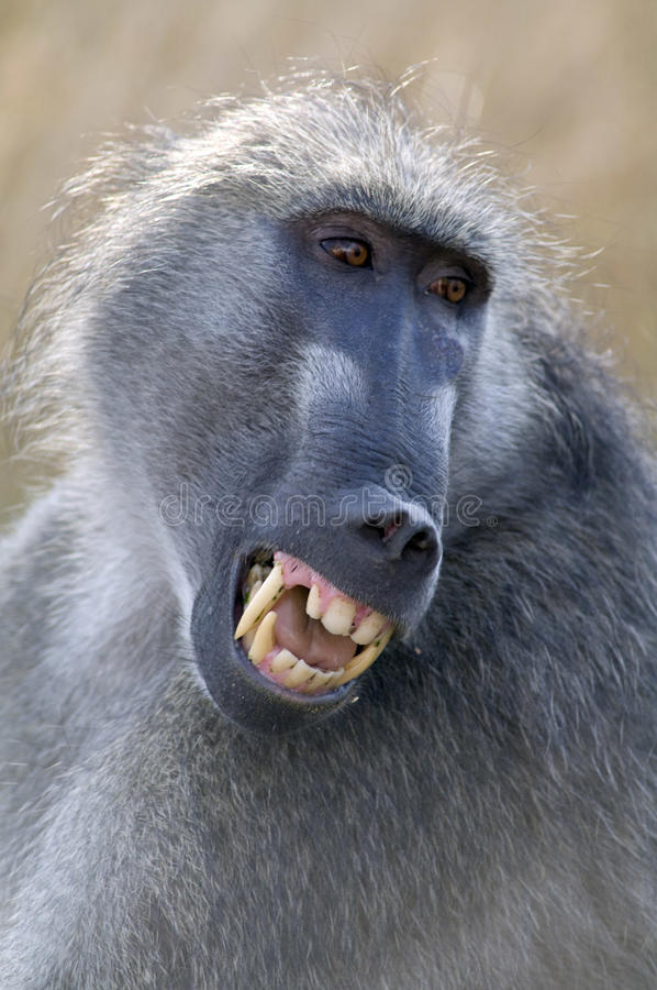 Chacma baboon south africa kruger national park angry 64136942