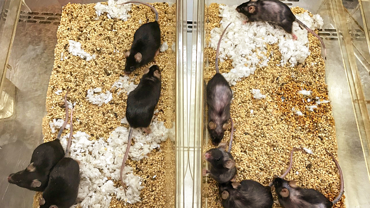 Mice 1280p