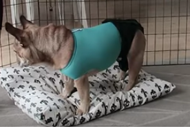 Screenshot 2022 12 07 at 21 20 25 Brutal dog pill