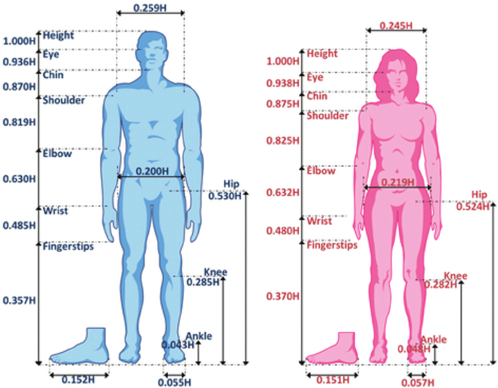 Standard properties of the male and female bodies