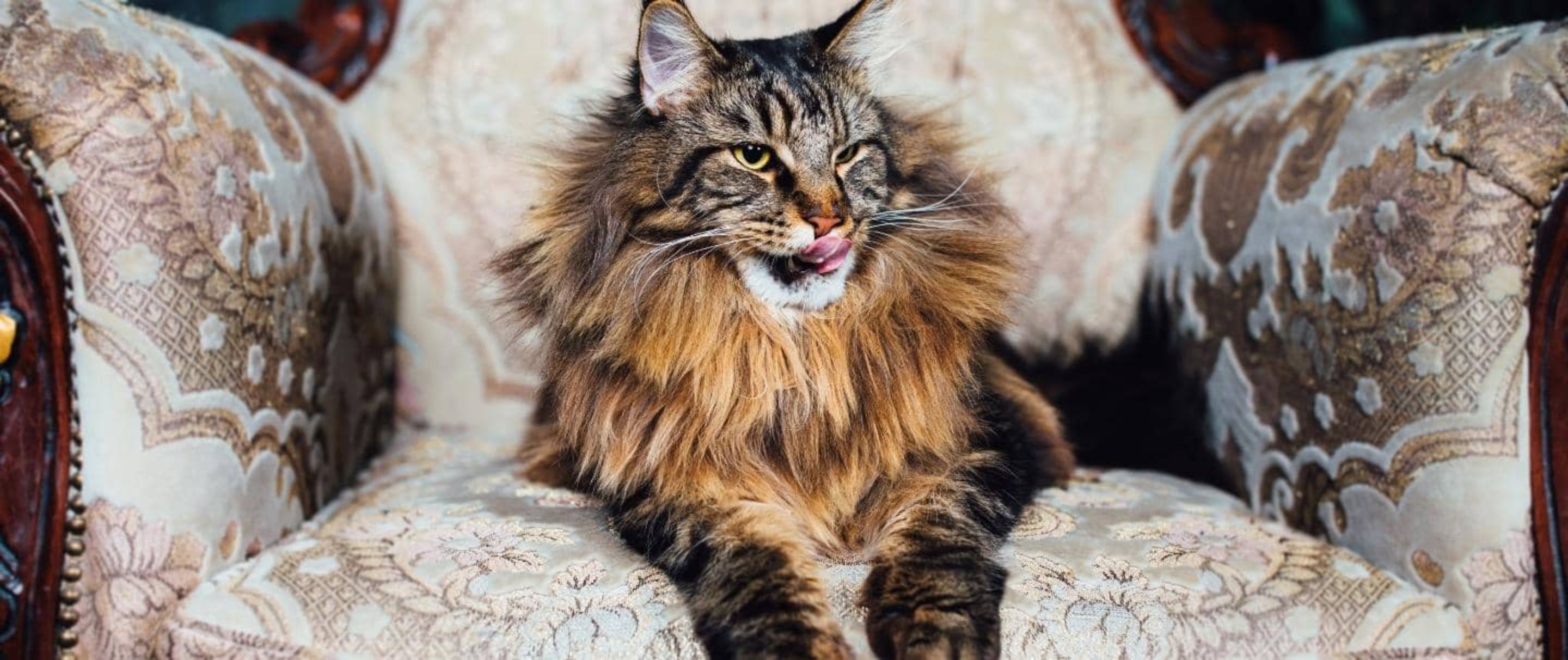 Maine coon banner