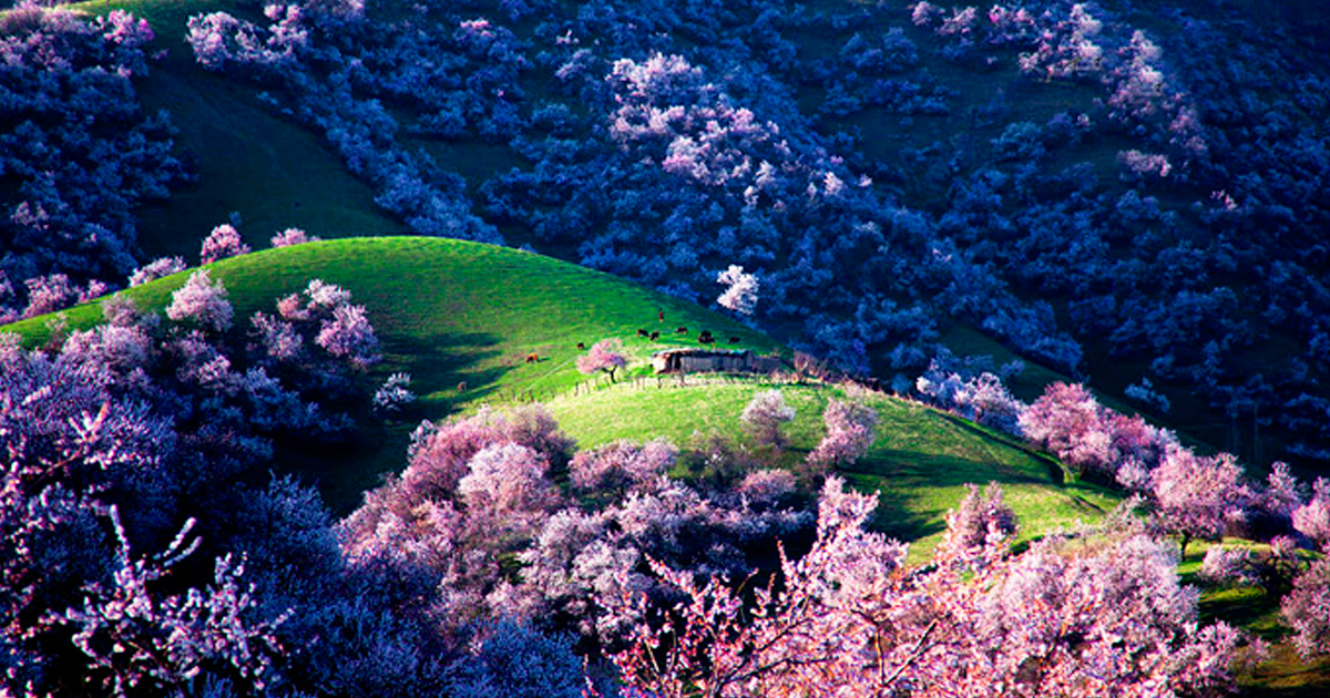 Blooming apricot valley yili china fb