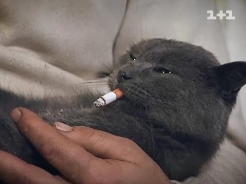 Tired cat smoking