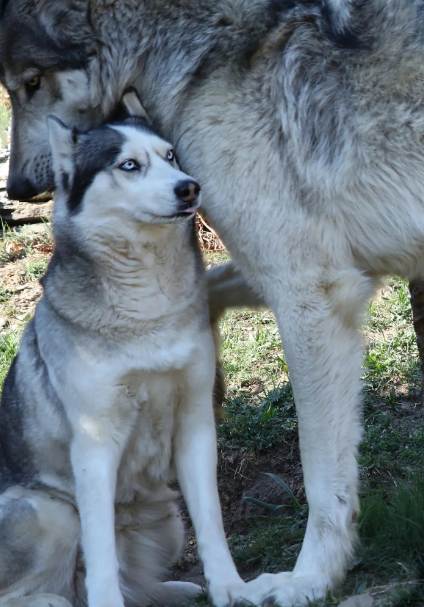 Wolf dog comp