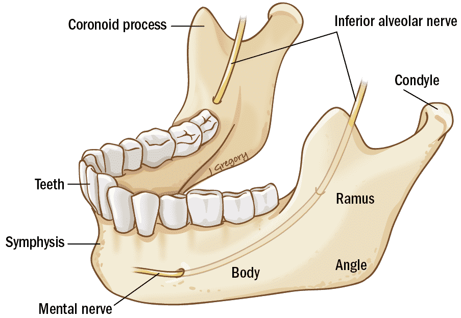 12 mandible Artboard 12x