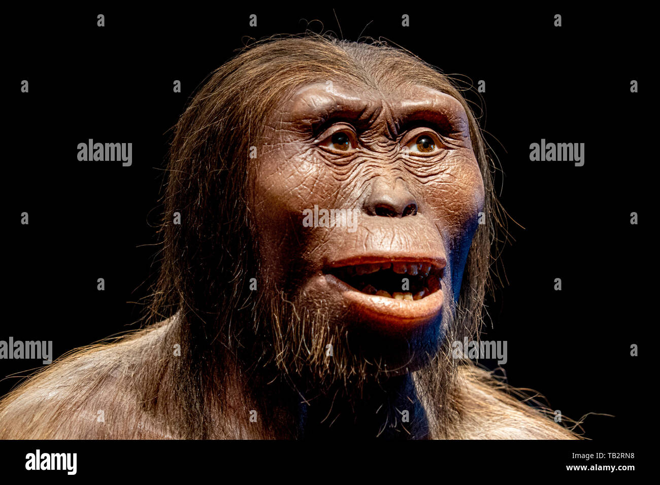 Lucy neanderthal cro magnon female face isolated on black TB2RN8