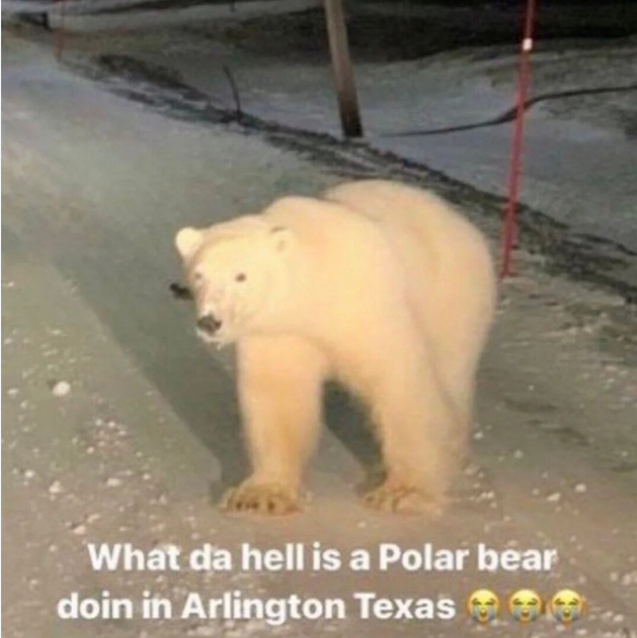 Screenshot 2022 12 31 at 04 06 14 polar bear in texas meme   Ricerca Google