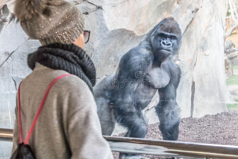 Woman watching huge silverback gorilla male behind glass zoo staring female visitor biopark va