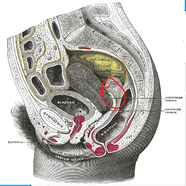 Posterior fornix