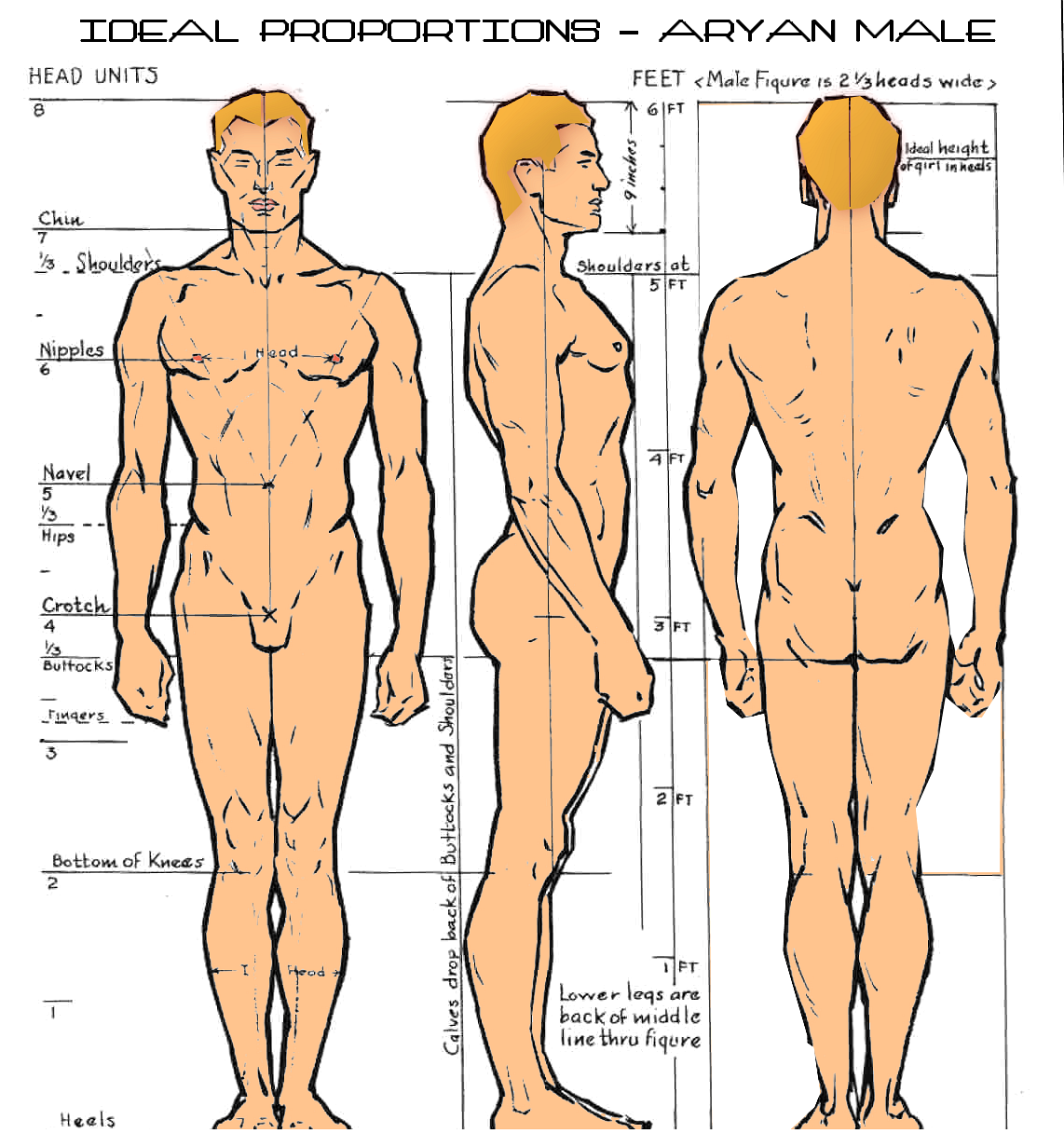 Ideal Proportions Aryan Male