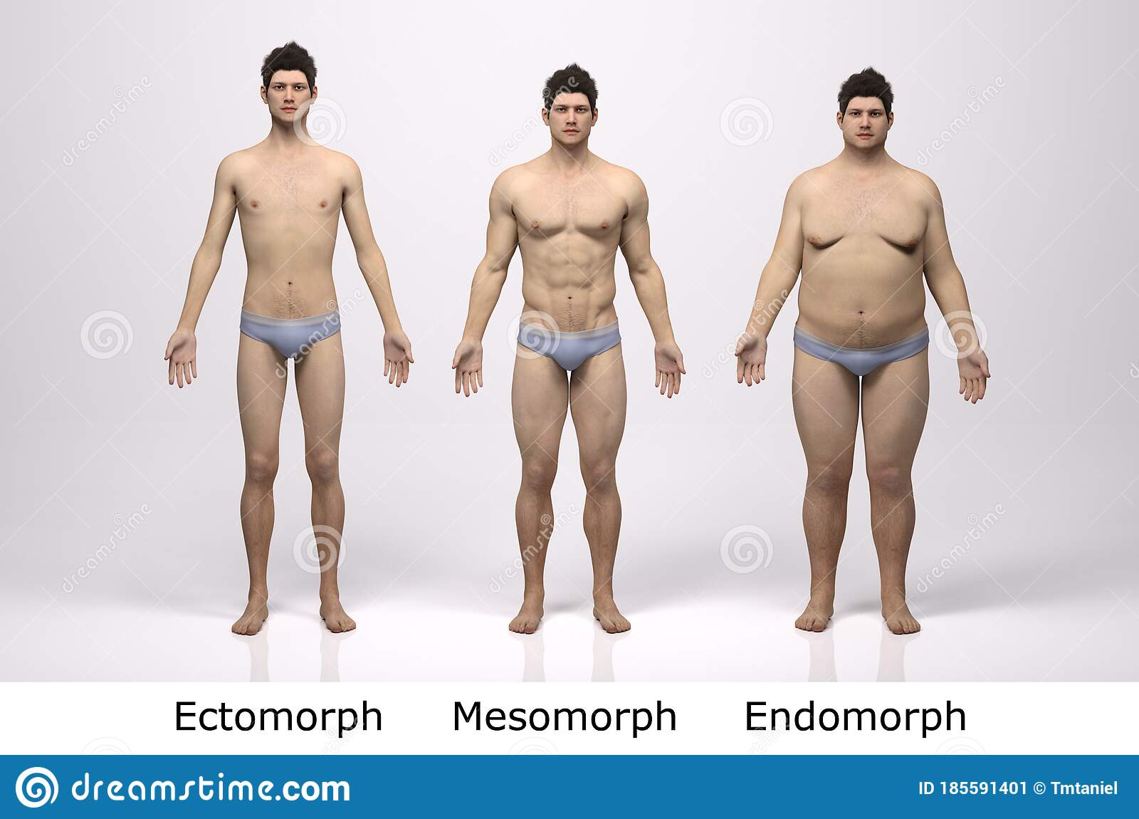 D rendering portrait standing male body type ectomorph skinny type mesomorph muscular type end