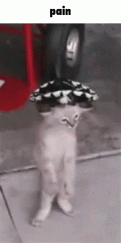 Pain mexican cat