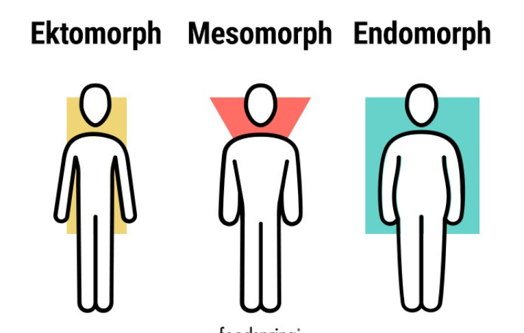 Who has the bigger dick, ectomorph, mesomorph or entomorph [Poll ...