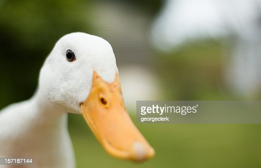 Gettyimages 157187144 170667a