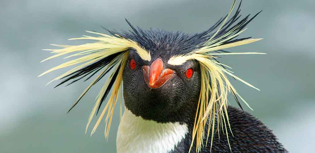 Penguin with yellow hair SN long