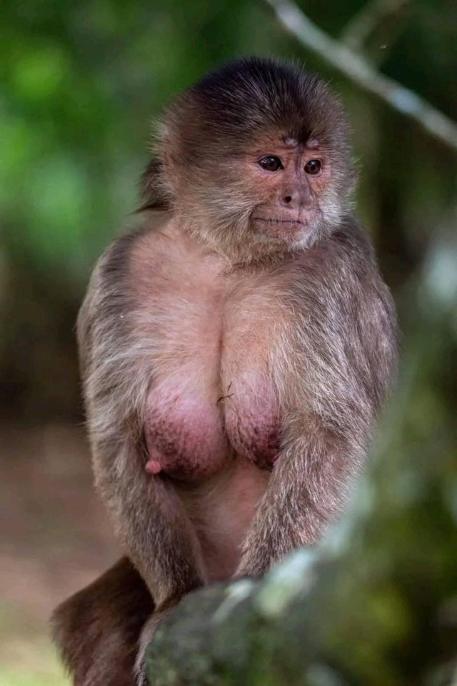 Monkey tits v0 blt8qpwcu9aa1