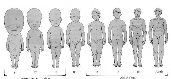 allometry-human.jpg