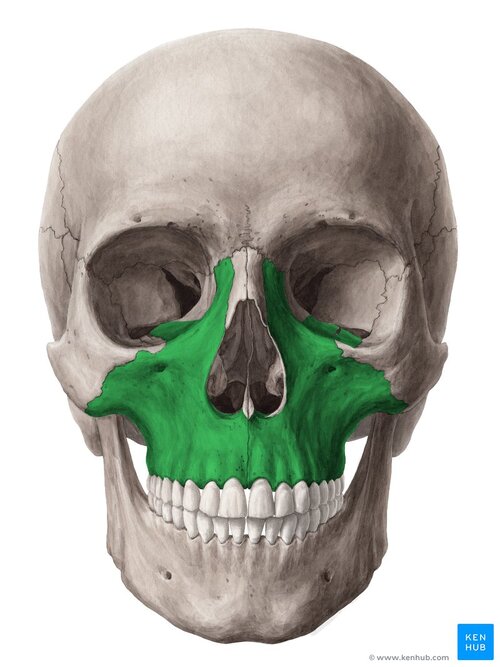 wDRyX2zeEk9ADcX3PJzutg_4XzHOsGhSWjDLZWpwPPlRg_Maxilla_01.jpg