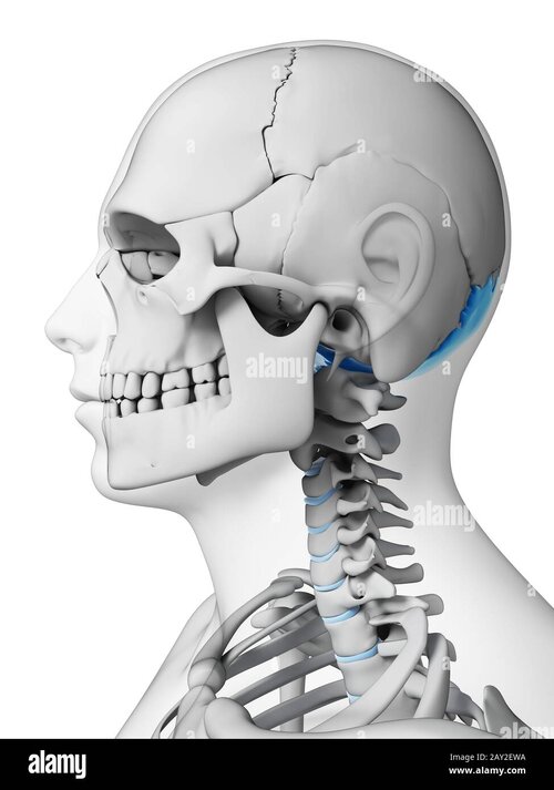 Ilustracion 3d prestados hueso occipital 2ay2ewa