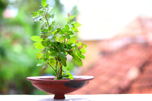 tulsi-plant.jpg