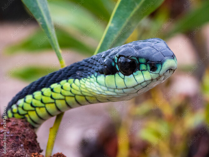 Snake boomslang 1000 F 269245459 HjJ5WFl1Iw2WoWBKNpzNtlHs0dzpYOwg