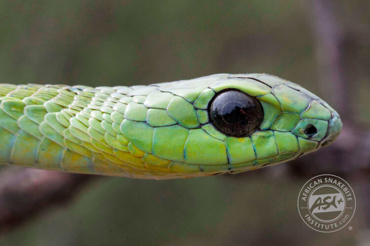 Snake boomslang Boomslang 4 web 1024x683