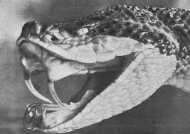 Snake black headed bushmaster images