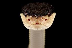 Snake black headed bushmaster images2