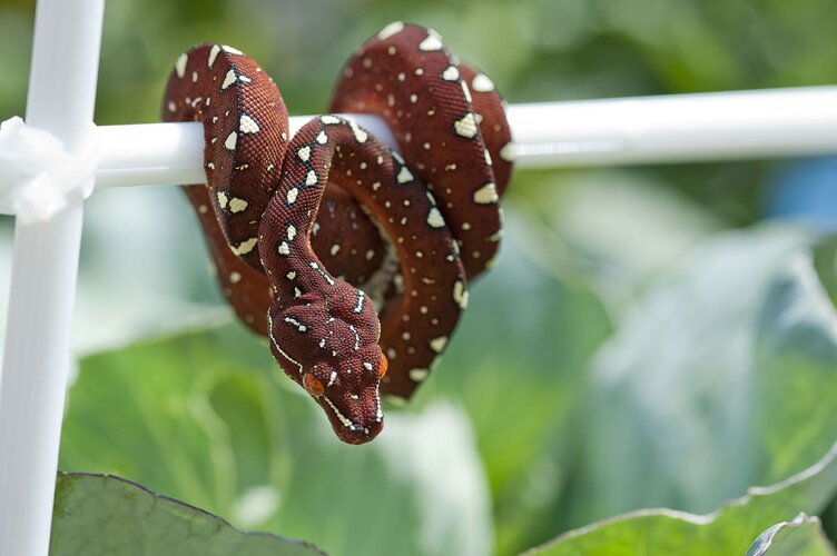 Zsnake GreenTreePython yVlKc9DXhaojGI78KVeB