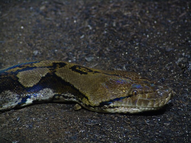 Zsnake ReticulatedPython pEMMxMiGONfkzz0N3YBq