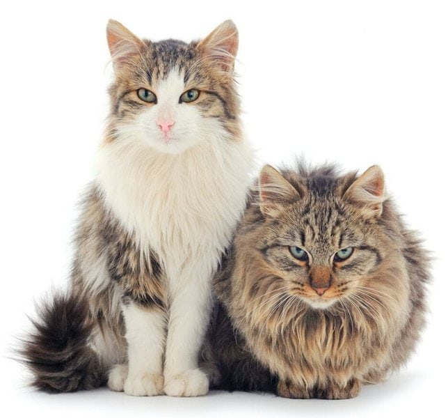 Male VS Female Cat Pros Cons Key Differences