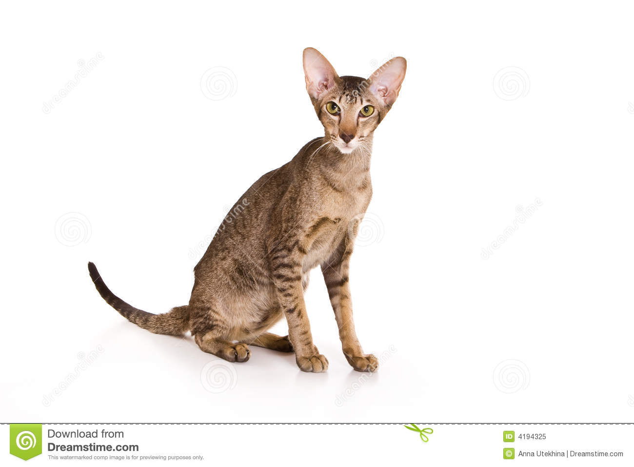 Oriental cat 4194325