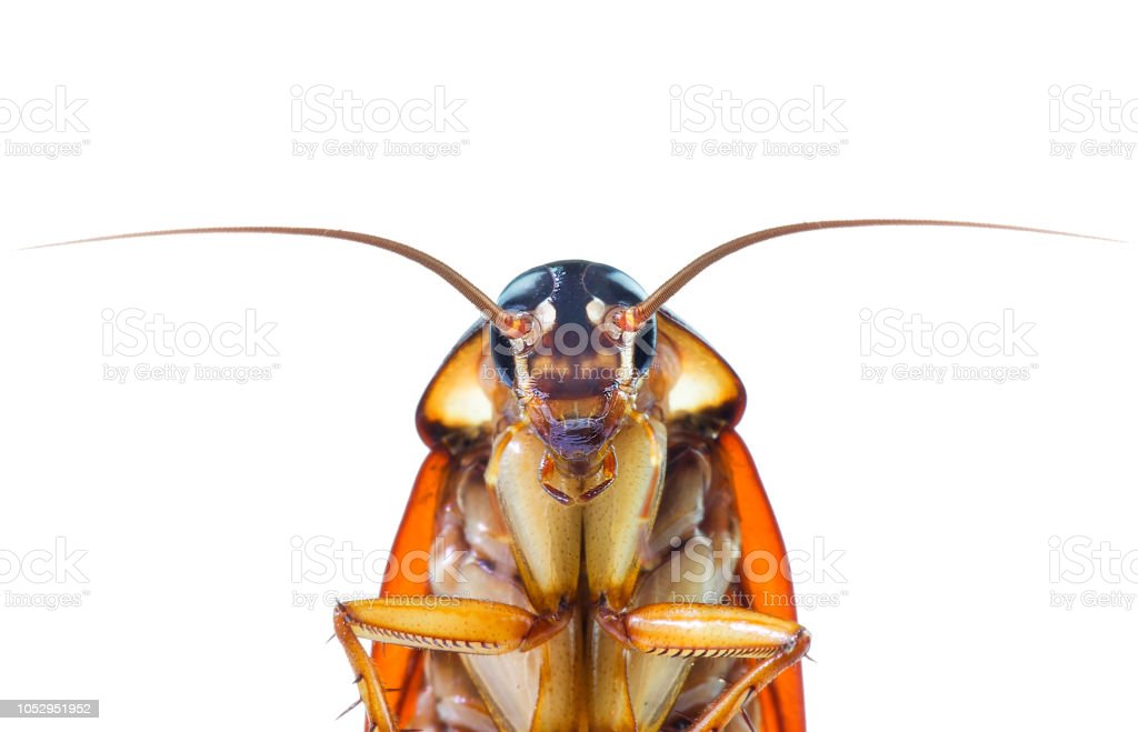 Istockphoto 1052951952 1024x1024