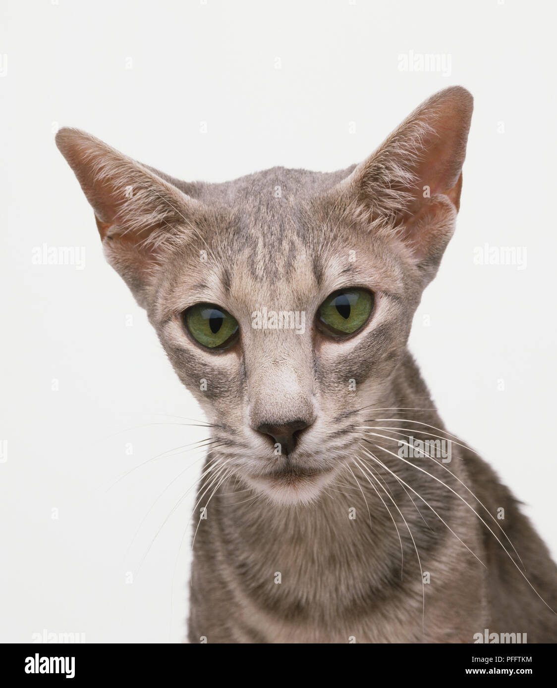 Face of grey coated green eyed oriental shorthair cat felis catus PFFTKM