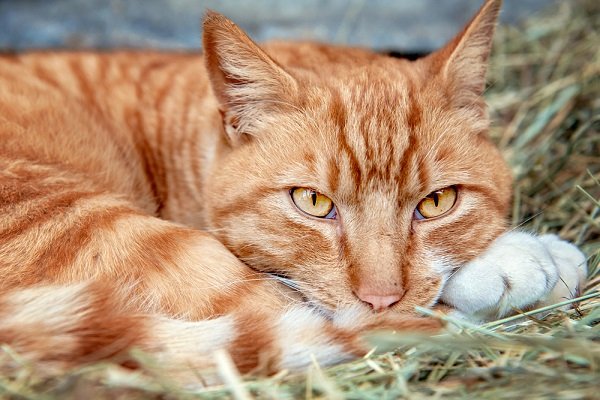 Feral2