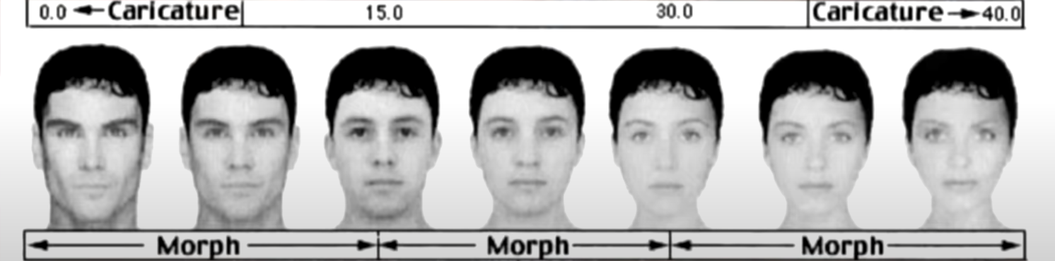 Dimorphism