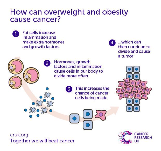 992 how can overweight and obesity cause cancer main 1