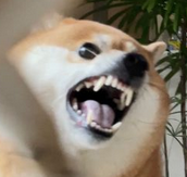 325455532 2367561326743817 6773377323907943482 n