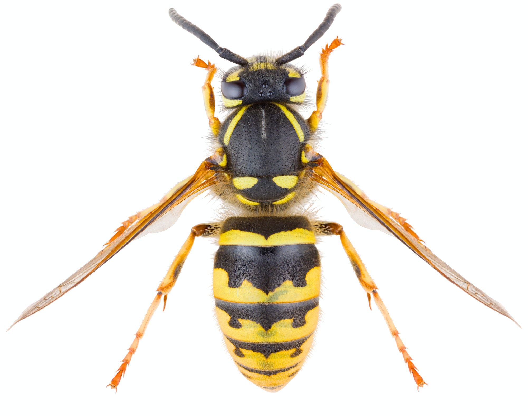 Yellowjacket shutterstock 1398689822