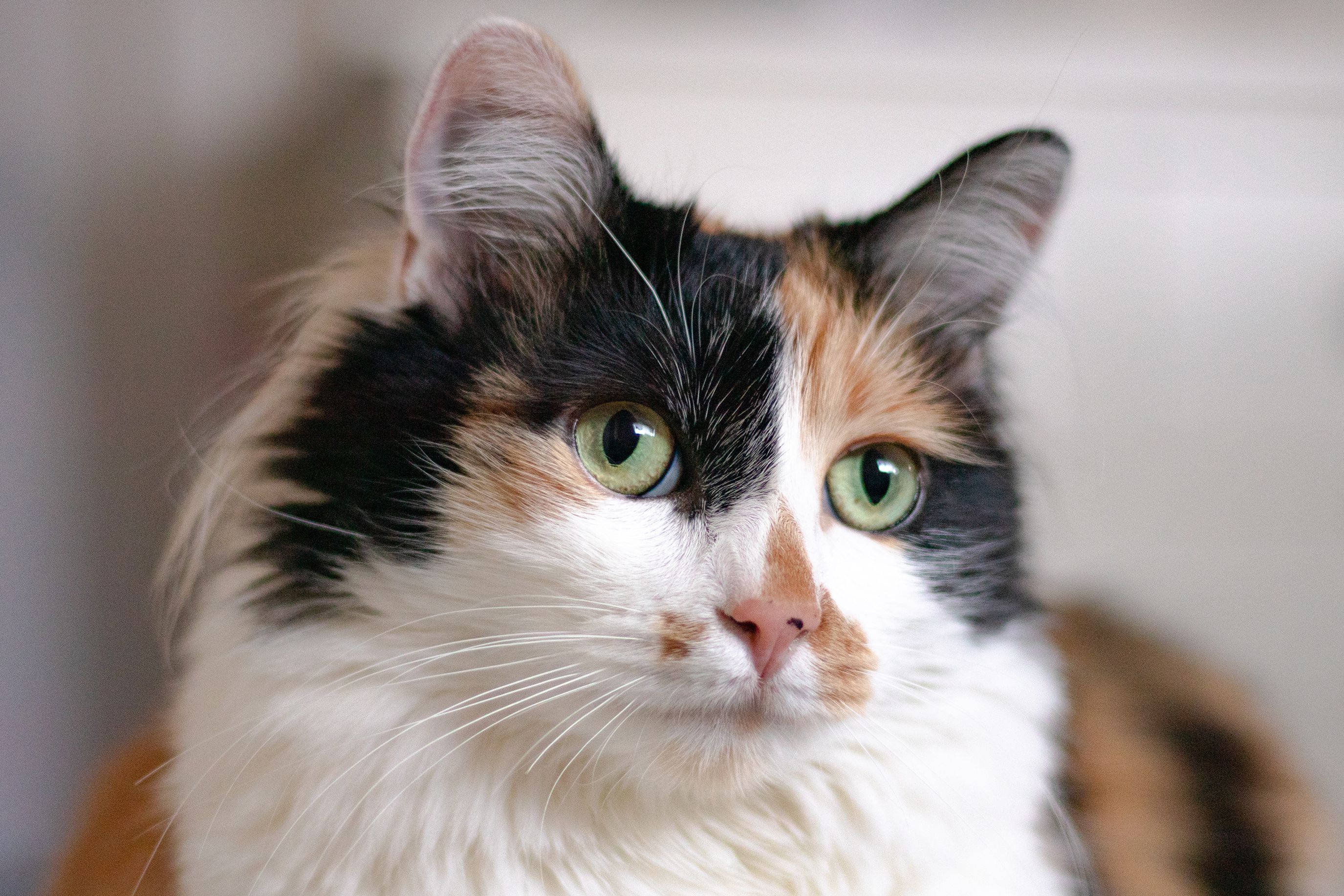 Are calico cats always female 3384568 hero 5103f8c4cf584988905599bdba0cab72 1 Are calico cats always female 3384568 hero 5103f8c4cf584988905599bdba0cab72 1