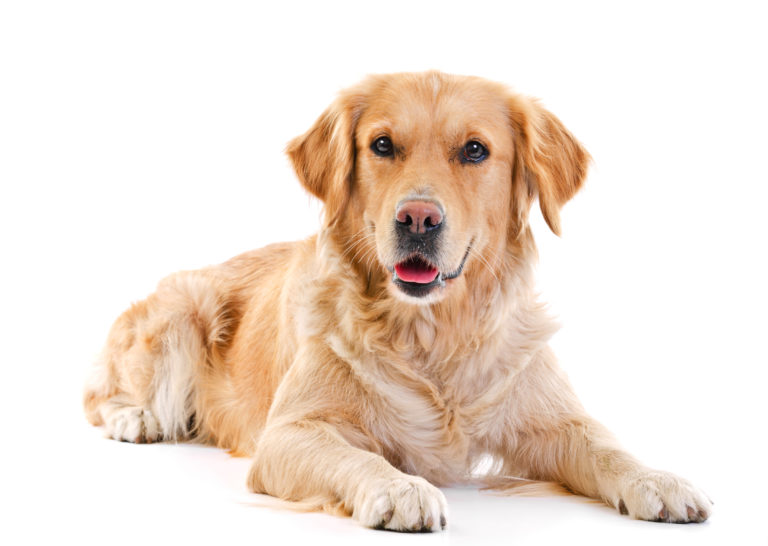 Golden retriever descriere generala