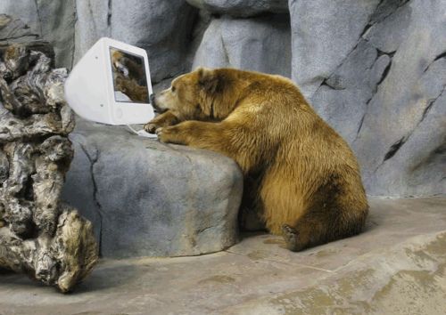 Bear computer