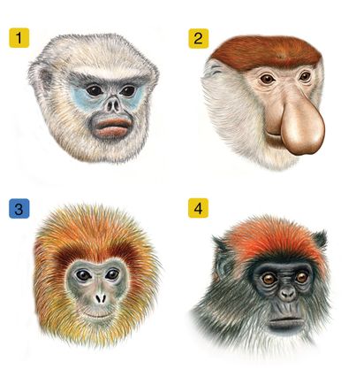 249373 monkey faces1 4 87245e78 9bb0 4ca3 8524 fb7ffe24748a prv