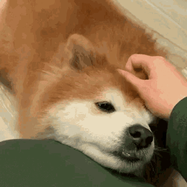 Dog petting